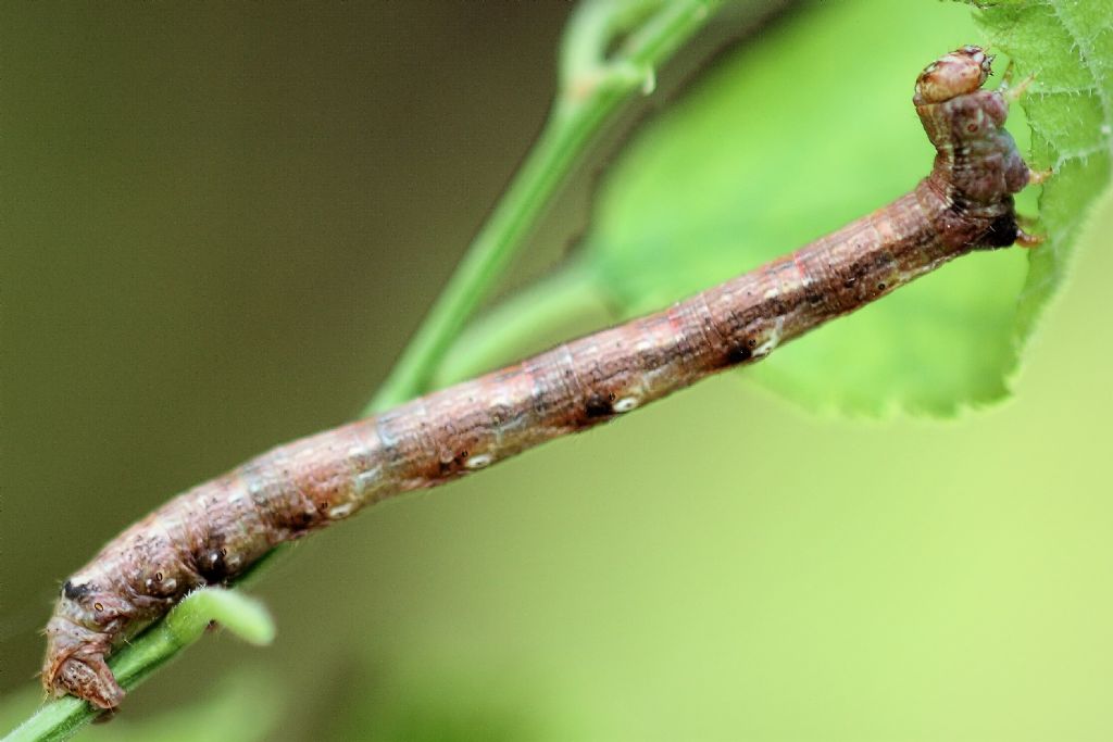 Identificazione bruco